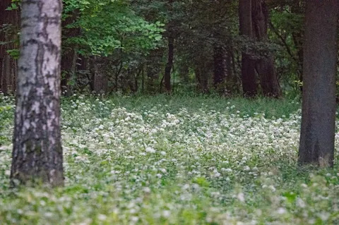 野花草甸 4K壁纸 · nature · 3840×2550
