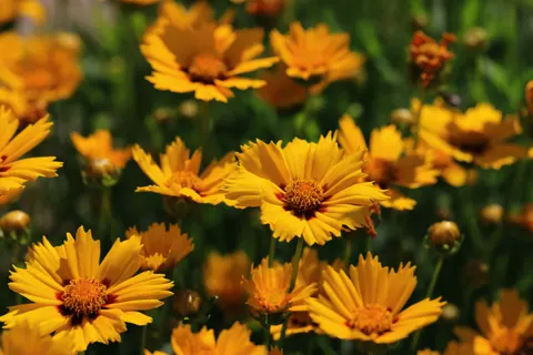 Wildflower Meadow 4K Wallpaper · nature · 3840×2560