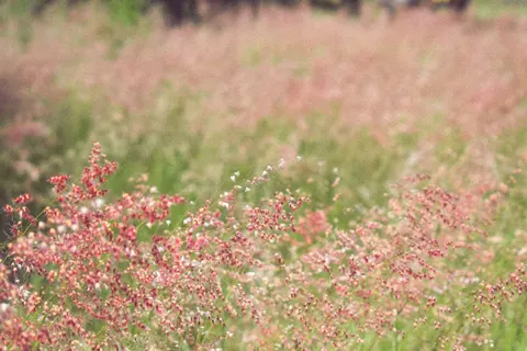 Kır Çiçeği Çayırı 4K Duvar Kağıdı · nature · 3840×2560