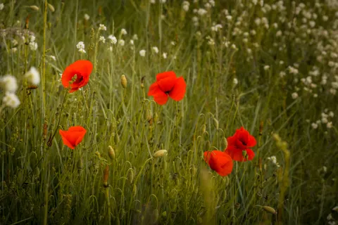 Wildflower Meadow 4K Wallpaper · nature · 3840×2560