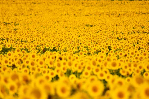 Hình nền Cánh Đồng Hoa Hướng Dương 4K · flowers · 3840×2563