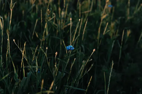 Wildflower Meadow 4K Wallpaper · nature · 3840×2560