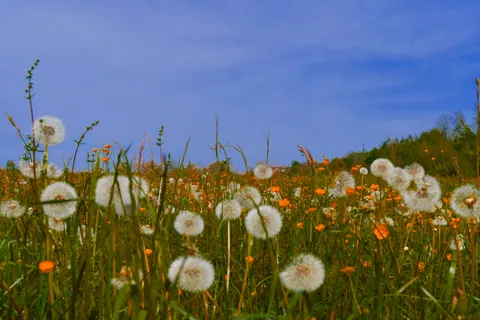Wildflower Meadow 4K Wallpaper · nature · 3840×2558