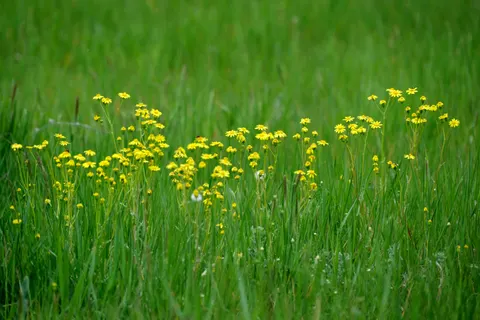 Sfondo Prato di fiori selvatici 4K · nature · 3840×2560