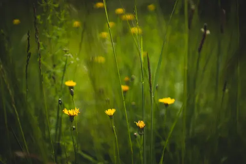 Wildflower Meadow 4K Wallpaper · nature · 3840×2560