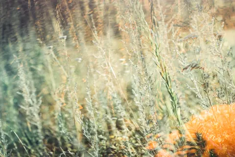 Tapeta Łąka polnych kwiatów 4K · nature · 3840×2560