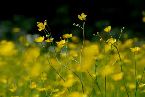 野花草甸 4K壁纸 · nature · 3840×2560