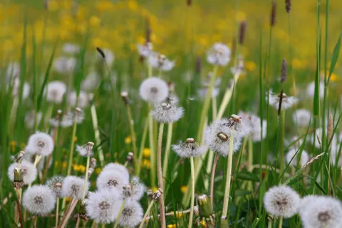 जंगली फूलों का मैदान 4K वॉलपेपर · nature · 3840×2560
