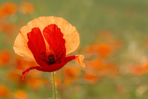 Sfondo Prato di fiori selvatici 4K · nature · 3840×2561