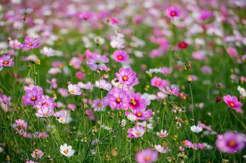 Wildblumenwiese 4K Hintergrundbild · nature · 3840×2555