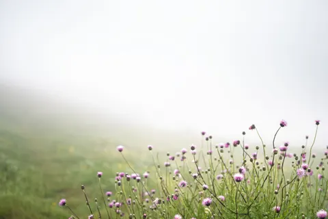 野花草甸 4K桌布 · nature · 3840×2560