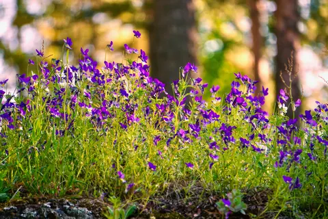 野花の草原 4K壁紙 · nature · 3840×2560