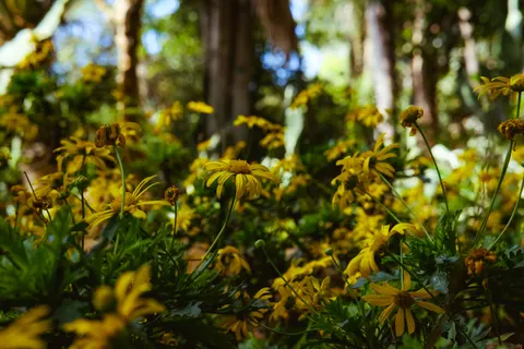 Wilde bloemenweide 4K-achtergrond · nature · 3840×2560