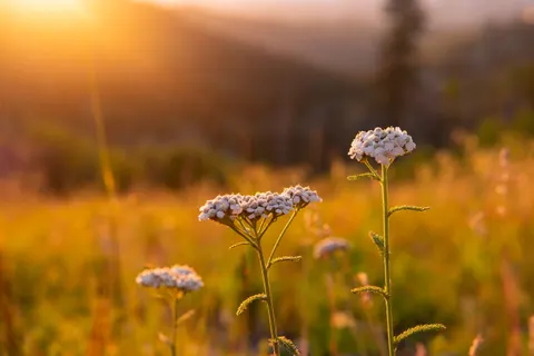 Wildflower Meadow 4K Wallpaper · nature · 3840×2560