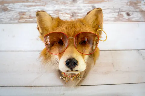 Fox 4K Wallpaper · animals · 3840×2561