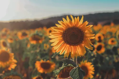 Hình nền Cánh Đồng Hoa Hướng Dương 4K · flowers · 3840×2560