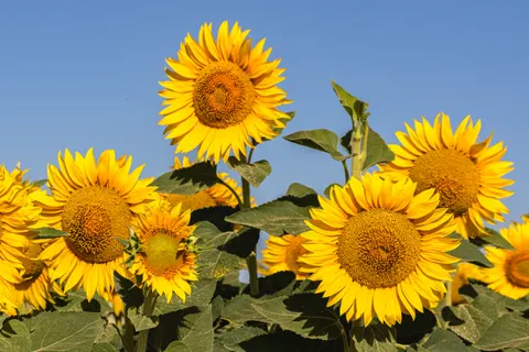 Hình nền Cánh Đồng Hoa Hướng Dương 4K · flowers · 3840×2560