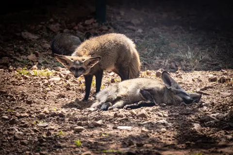 Fox 4K Wallpaper · animals · 3840×2561
