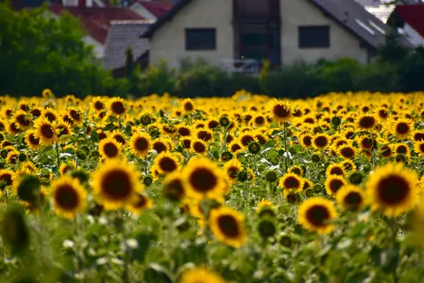 Hình nền Cánh Đồng Hoa Hướng Dương 4K · flowers · 3840×2560