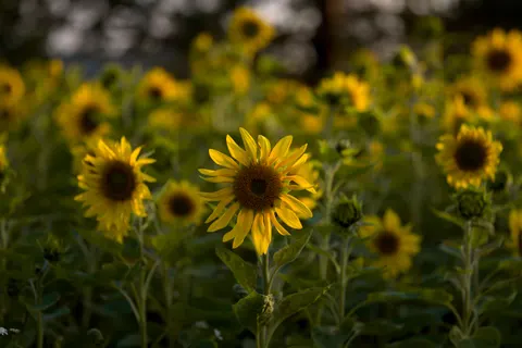सूरजमुखी का खेत 4K वॉलपेपर · flowers · 3840×2560