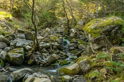 जंगल की धारा 4K वॉलपेपर · nature · 3840×2560