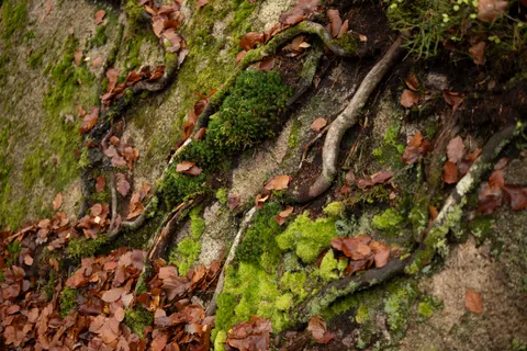 Wallpaper Aliran Sungai Hutan 4K · nature · 3840×2560