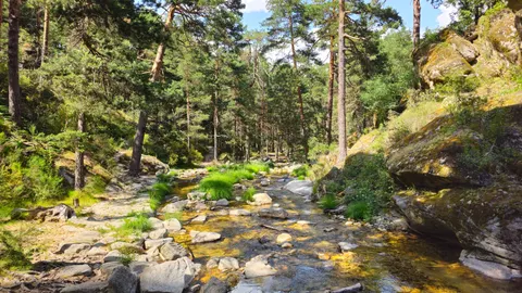 Fondo de pantalla Arroyo del bosque 4K · nature · 3840×2160