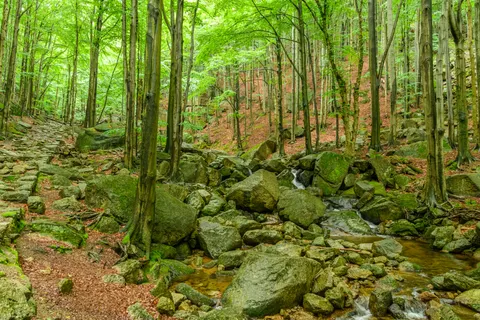 जंगल की धारा 4K वॉलपेपर · nature · 3840×2560