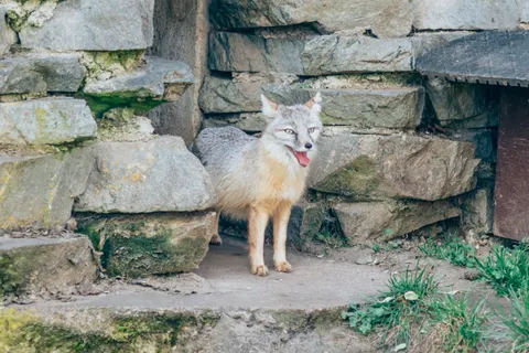 Fox 4K Wallpaper · animals · 3840×2560