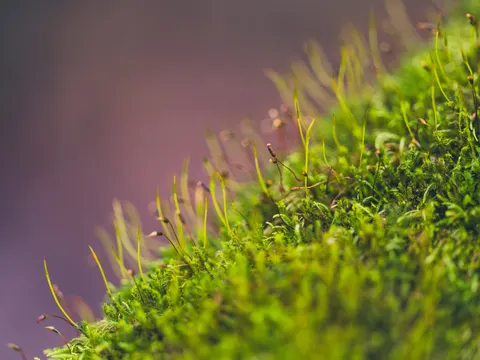 Forest Stream 4K Wallpaper · nature · 3840×2880
