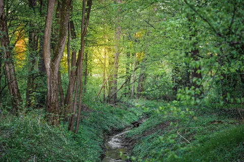 Bosbeek 4K-achtergrond · nature · 3840×2560