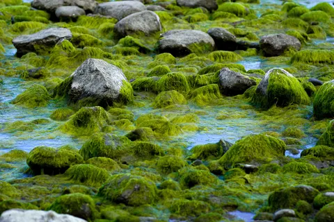 Forest Stream 4K Wallpaper · nature · 3840×2560