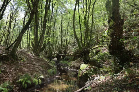 Wallpaper Aliran Sungai Hutan 4K · nature · 3840×2560