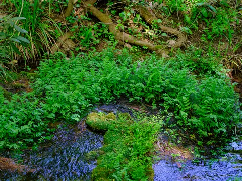 Bosbeek 4K-achtergrond · nature · 3840×2880