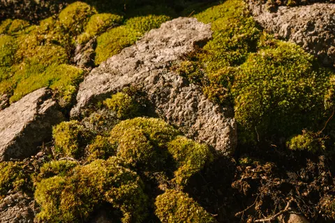 森林溪流 4K桌布 · nature · 3840×2560