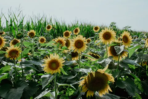 Hình nền Cánh Đồng Hoa Hướng Dương 4K · flowers · 3840×2560