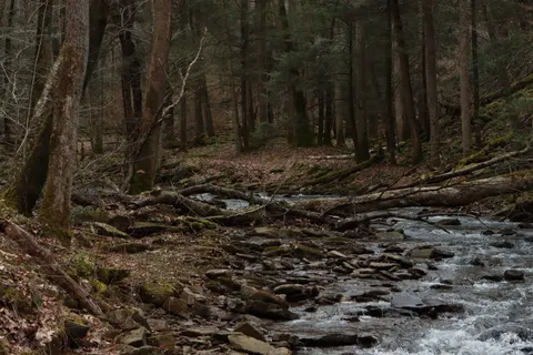 숲속 개울 4K 배경화면 · nature · 3840×2560