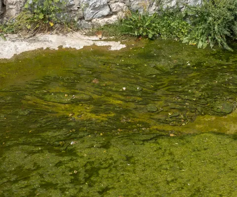 Orman Deresi 4K Duvar Kağıdı · nature · 3840×3187