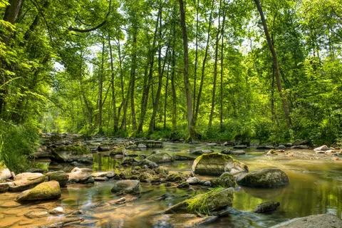 Forest Stream 4K Wallpaper · nature · 3840×2561