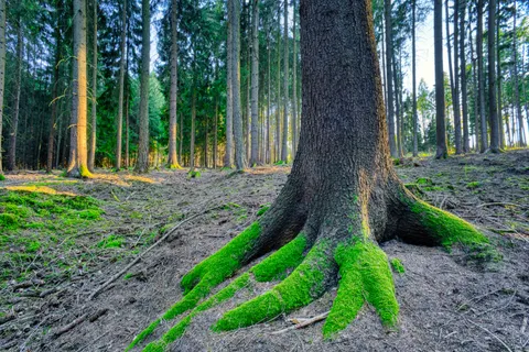 والپیپر جویبار جنگلی با کیفیت 4K · nature · 3840×2560