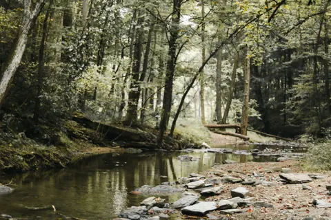 Forest Stream 4K Wallpaper · nature · 3840×2560