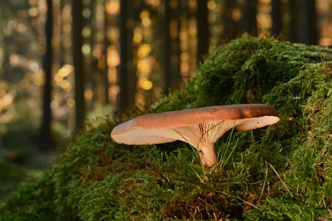 जंगल की धारा 4K वॉलपेपर · nature · 3840×2560
