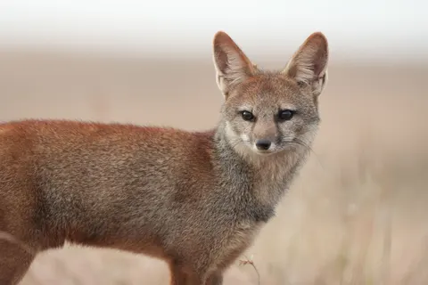 Fox 4K Wallpaper · animals · 3840×2560