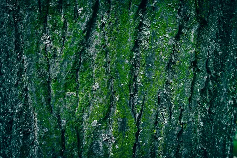 Fondo de pantalla Arroyo del bosque 4K · nature · 3840×2560