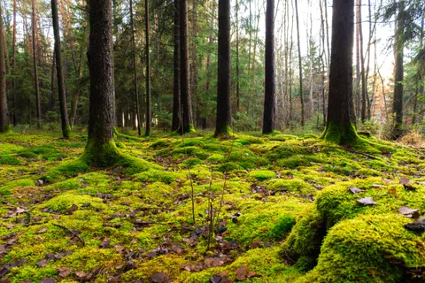 Forest Stream 4K Wallpaper · nature · 3840×2560