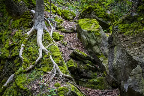 森林溪流 4K壁纸 · nature · 3840×2561
