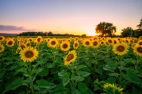 सूरजमुखी का खेत 4K वॉलपेपर · flowers · 3840×2560