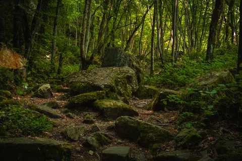 森林溪流 4K桌布 · nature · 3840×2560