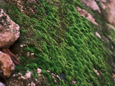 خلفية جدول الغابة بدقة 4K · nature · 3840×2880