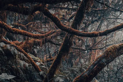森林溪流 4K桌布 · nature · 3840×2560
